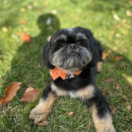 Shih Tzu Puppies from LaDawn’s Little Lions