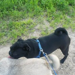 Nova - Pug