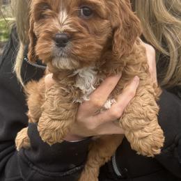 Parker - Red male Cavapoo puppy in Mint Hill, North Carolina from DoodleForever