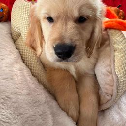 Golden Retriever Puppies from American True Golden retriever