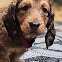 Girl 1 - female Dachshund puppy in Foresthill, Virginia from LaBrosa Kennels