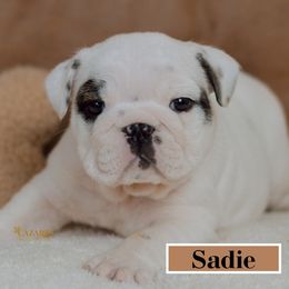 Sadie - White Bulldog puppy in Sabinal, Texas from Cazares Royal Lineage Bulldogs