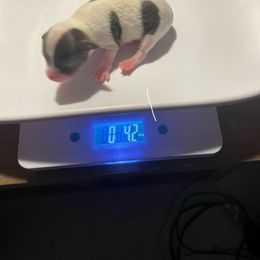 Chihuahua Puppies from Karolina Kennels