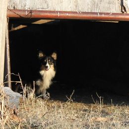Ropyr - Pembroke Welsh Corgi