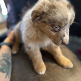 Girl 4 - Red merle female Australian Shepherd puppy in Spring Creek, Nevada from Knotts Dalmatians/Australian Shepherds