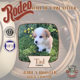 Tad - Red female Pembroke Welsh Corgi puppy in Elberta, Utah from 3F Farms- Pembroke Welsh Corgis and Irish Wolfhounds