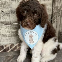 Anchor - Parti male Goldendoodle puppy in Mc Kinney, Texas from Flair Doodles