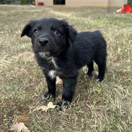 Miss Kitty (Girl 1) - Australian Shepherd puppy from H3 Aussies