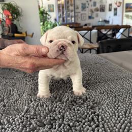 Olive - Red brindle and white female Bulldog puppy in Chesapeake, Virginia from Saint Brides Bulldog