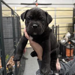 Athena (Chip) - Black female Cane Corso puppy in Utah from 3Lake Kennelz