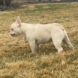 French Bulldog Puppies from QueenBFrenchies