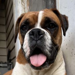 Boxers and French Bulldogs from Nelson’s Fancy Frenchies and Bulldogs