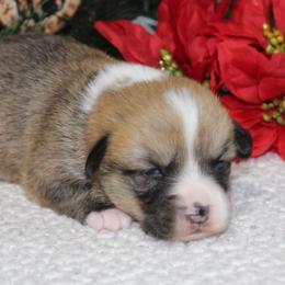 Houston - Red male Pembroke Welsh Corgi puppy in Greentop, Missouri from Sevits Corgis & Golden Retrievers