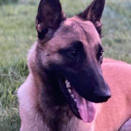 Belgian Malinois from Orson Malinois