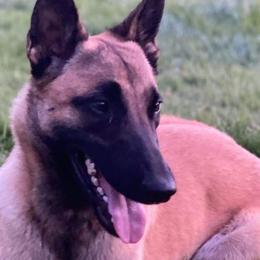 Belgian Malinois from Orson Malinois