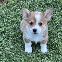 ANYA AKC - Red female Pembroke Welsh Corgi puppy in Hinton, Oklahoma from Green Cloud Ranch