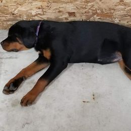 Rottweiler Puppies from Spoon River Rottweilers