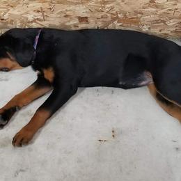 Rottweiler Puppies from Spoon River Rottweilers