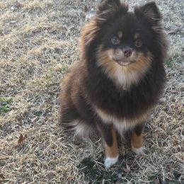 Pomeranians and Pomskies from Pom Pom Pomskies-TN