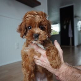 Flora - Red and white female Cockapoo puppy in Shipshewana, Indiana from Home Raised Cockapoos