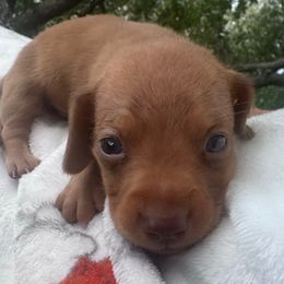 Akc male chocolate based RED - Red male Dachshund puppy in De Soto County, Florida from Countridox Dachshunds