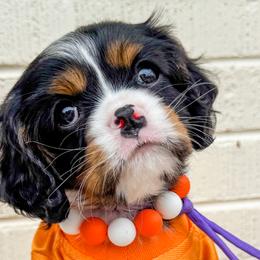 Bernedoodles, Bernese Mountain Dogs, Cavalier King Charles Spaniels, and Goldendoodles from Adventure Doodles Of East TN