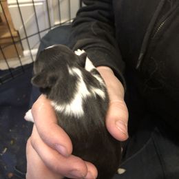 Girl 2 - Shetland Sheepdog puppy in Buffalo, Minnesota from Gulstad’s Shelties