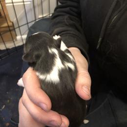 Girl 2 - Shetland Sheepdog puppy in Buffalo, Minnesota from Gulstad’s Shelties