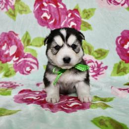 Harley - Black tan and white male Siberian Husky puppy in Lunenburg, Vermont from SNOW WOOLY HUSKY