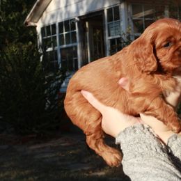 Cavalier King Charles Spaniel Puppies from Critter's Cottage Cavaliers