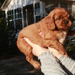 Cavalier King Charles Spaniel Puppies from Critter's Cottage Cavaliers