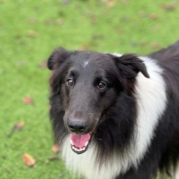 Tank - Shetland Sheepdog