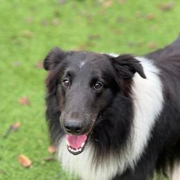 Tank - Shetland Sheepdog