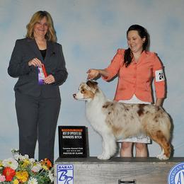Australian Shepherd All Grown Up from Polaris Australian Shepherds