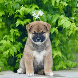 Pomeranian and Shiba Inu Puppies from Bright Ray