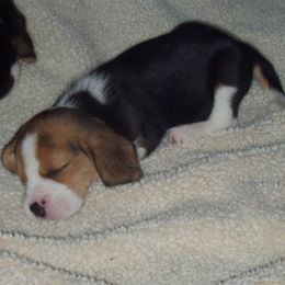 Beagle Puppies from Allegro Beagles