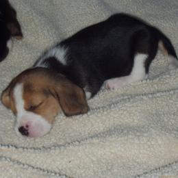 Beagle Puppies from Allegro Beagles