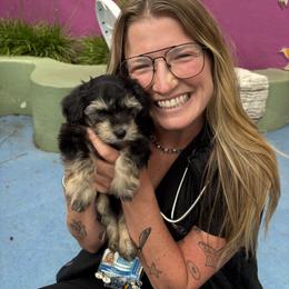 Yorkipoo Puppies from TheSocialk9