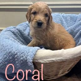 Coral - Cream female Goldendoodle puppy in Rochester, Massachusetts from Petal Perfect Puppies