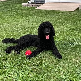 Poodle All Grown Up from Amas Veritas Poodles LLC