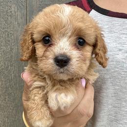 Whimsey - Blenheim female Cavapoo puppy in Boardman, Ohio from Taliaferro Kennel
