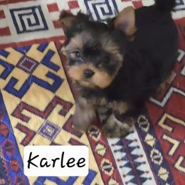 Karlee - Black and gold female Yorkshire Terrier puppy in Michigan from Breny