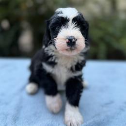 Gilligan - Black and white male Bernedoodle puppy in Russellville, Arkansas from Crossgate Doodles