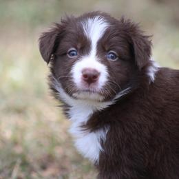 Boy 1 - Red male Border Collie puppy in Tylertown, Mississippi from Cool Meadow Farms