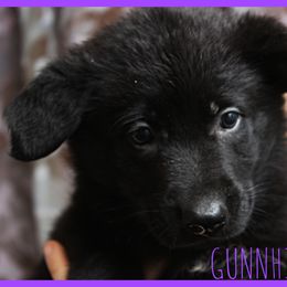 German Shepherd Puppies from Black Beauty Shepherds