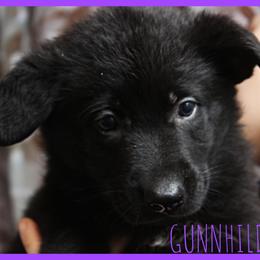 German Shepherd Puppies from Black Beauty Shepherds