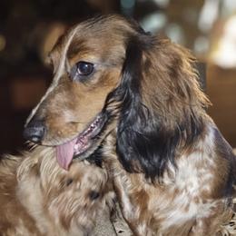Kaylee - Dachshund