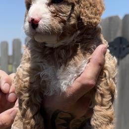 Bernedoodle and Goldendoodle Puppies from Kaci Slightom
