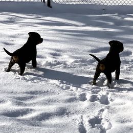 Rottweiler Puppies from Jon Holmquist's Rottweilers