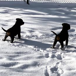 Rottweiler Puppies from Jon Holmquist's Rottweilers